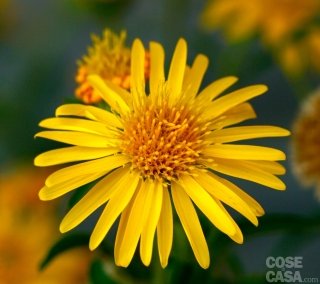 astro-giallo-amstudio astro-giallo-amstudio