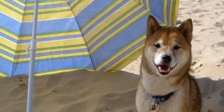 cane Shiba Inu sotto ombrellone in spiaggia