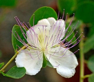 capparis-amstudio capparis-amstudio
