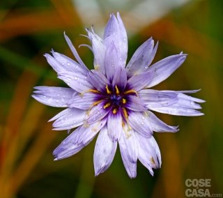 catananche-caerulea-amstudio catananche-caerulea-amstudio