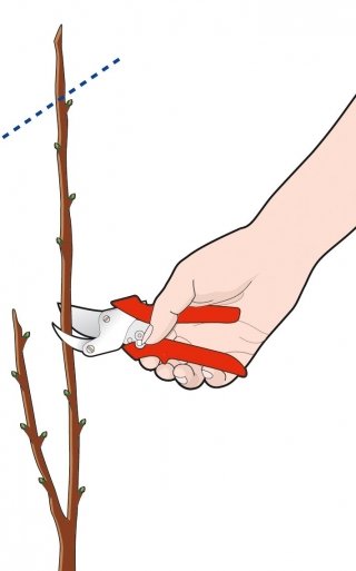 come potare ciliegio come potare ciliegio