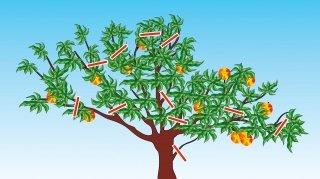 come potare pesco come potare pesco