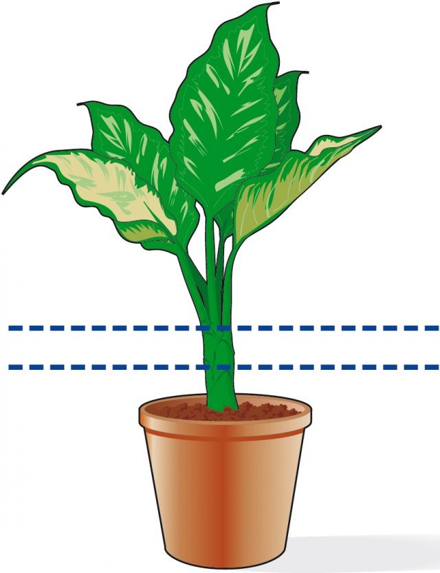 La pianta di dieffenbachia deve essere potata a 10-15 cm dalla base La pianta di dieffenbachia deve essere potata a 10-15 cm dalla base