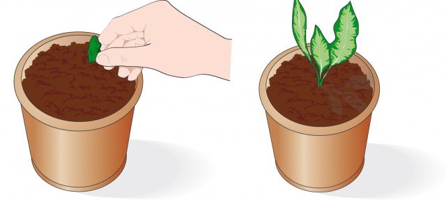 Disporre ogni singola talea di fusto della dieffenbachia , provvista di almeno una gemma, in un vasetto di 10-12 cm di diametro Disporre ogni singola talea di fusto della dieffenbachia , provvista di almeno una gemma, in un vasetto di 10-12 cm di diametro