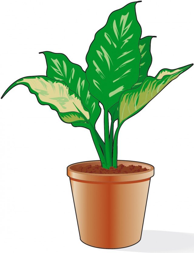 Inserire la talea apicale (la porzione superiore della pianta tagliata originaria) della dieffenbachia in un vaso di dimensioni adeguate Inserire la talea apicale (la porzione superiore della pianta tagliata originaria) della dieffenbachia in un vaso di dimensioni adeguate