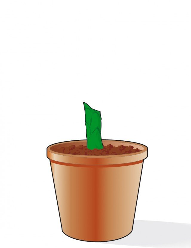 Il vaso con la porzione basale della dieffenbachia deve essere collocato all’ombra, anche sotto la chioma di un cespuglio Il vaso con la porzione basale della dieffenbachia deve essere collocato all’ombra, anche sotto la chioma di un cespuglio