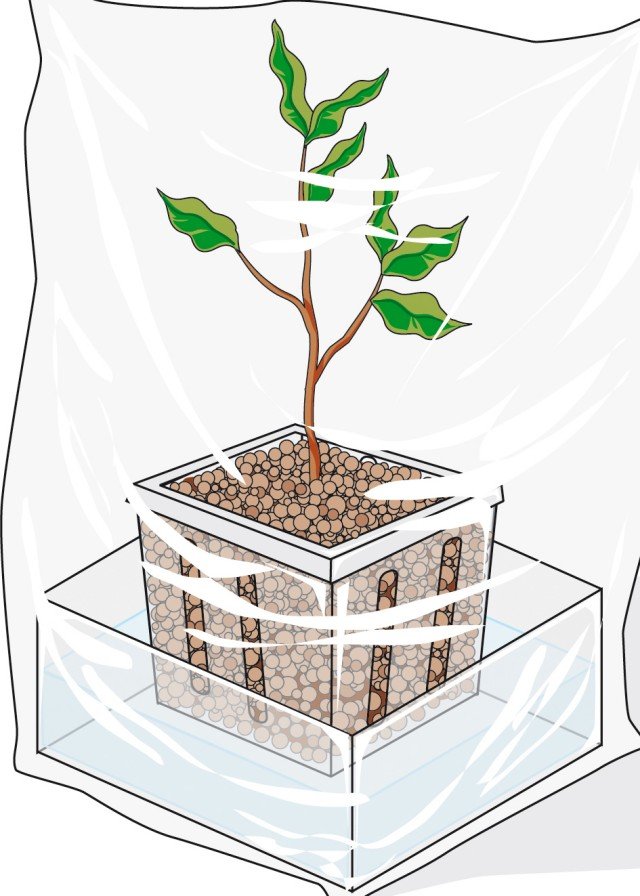 Chiudere tutto il vaso del ficus benjamin con un sacchetto di plastica trasparente Chiudere tutto il vaso del ficus benjamin con un sacchetto di plastica trasparente
