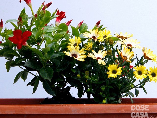 Cassetta fiorita con dipladenia e dimorfoteca Cassetta fiorita con dipladenia e dimorfoteca