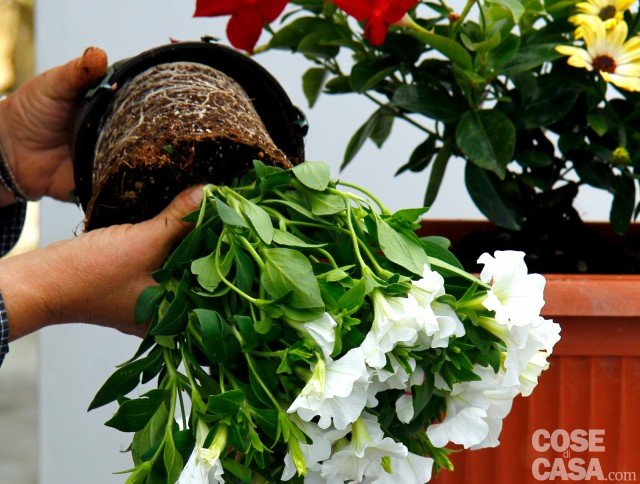 Cassetta fiorita con dipladenia, dimorfoteca e petunia bianca Cassetta fiorita con dipladenia, dimorfoteca e petunia bianca