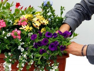 All’estremità opposta rispetto a quella bianca, si pone la petunia blu. Da ultimo si inserisce il plumbago blu.