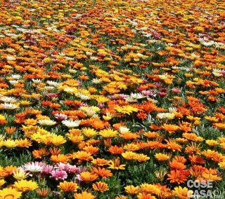 gazania-amstudio gazania-amstudio