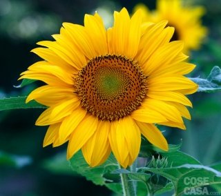 girasole petali gialli girasole petali gialli