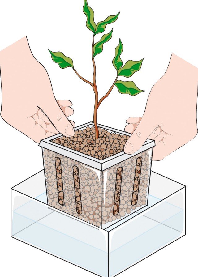 Inserire il contenitore con la talea del ficus benjamin nel portavaso da idrocoltura Inserire il contenitore con la talea del ficus benjamin nel portavaso da idrocoltura
