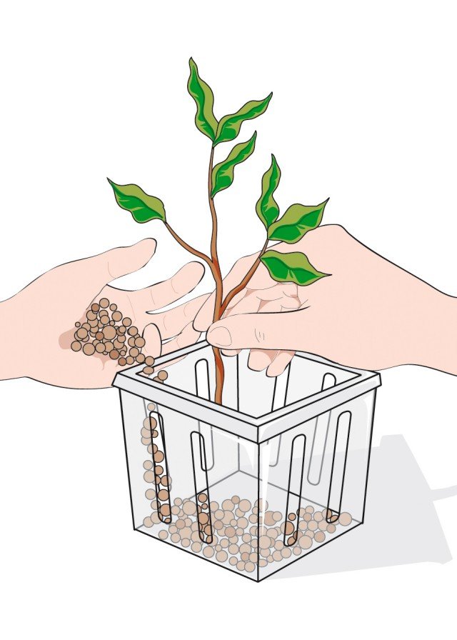 Togliere le foglie basali, inserire la talea del ficus benjamin all’interno dell’apposito vaso da idrocoltura e riempirlo di argilla espansa Togliere le foglie basali, inserire la talea del ficus benjamin all’interno dell’apposito vaso da idrocoltura e riempirlo di argilla espansa