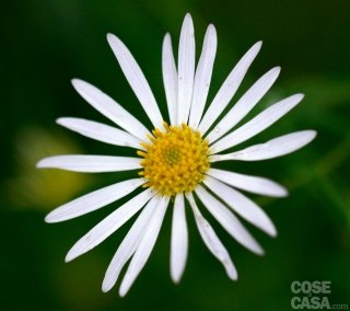 kalimeris-incisa-amstudio kalimeris-incisa-amstudio