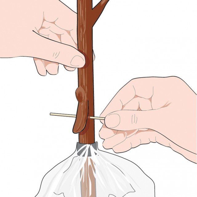 3. Inserire un fiammifero al di sotto della parte superiore dell’incisione per tenerla sollevata, applicare sulla ferita polvere radicante. 3. Inserire un fiammifero al di sotto della parte superiore dell’incisione per tenerla sollevata, applicare sulla ferita polvere radicante.