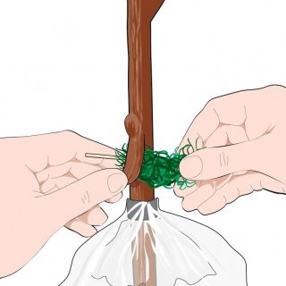 4. Applicare un po’ di sfagno inumidito tra le pareti incise. 4. Applicare un po’ di sfagno inumidito tra le pareti incise.