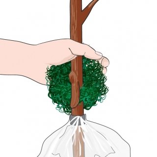 6. Mettere altro sfagno umido intorno alla zona incisa, tirare su il manicotto di plastica. 6. Mettere altro sfagno umido intorno alla zona incisa, tirare su il manicotto di plastica.