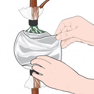 8. Avvolgere un foglio d’alluminio attorno alla margotta, modellarlo in modo da farlo aderire per bene. Controllare con periodicità l’umidità dello sfagno e se necessario inumidirlo attraverso la parte superiore dopo avere tolto il nastro adesivo. La radicazione avviene in circa due mesi. 8. Avvolgere un foglio d’alluminio attorno alla margotta, modellarlo in modo da farlo aderire per bene. Controllare con periodicità l’umidità dello sfagno e se necessario inumidirlo attraverso la parte superiore dopo avere tolto il nastro adesivo. La radicazione avviene in circa due mesi.