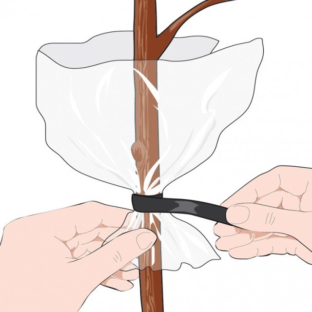 1. Scegliere una porzione di stelo apicale oppure laterale, staccare le foglie e fare scivolare un manicotto di plastica sul fusto, chiuderlo alla base con po’ di nastro adesivo. 1. Scegliere una porzione di stelo apicale oppure laterale, staccare le foglie e fare scivolare un manicotto di plastica sul fusto, chiuderlo alla base con po’ di nastro adesivo.
