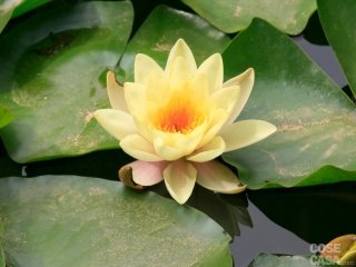 nymphaea alba gialla nymphaea alba gialla