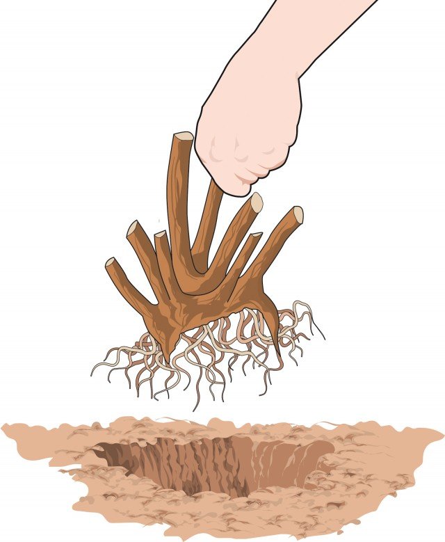 Procedere subito all’interramento della peonia erbacea, facendo attenzione che tra una porzione e l’altra sia rispettata la distanza di 50-70 cm. Procedere subito all’interramento della peonia erbacea, facendo attenzione che tra una porzione e l’altra sia rispettata la distanza di 50-70 cm.