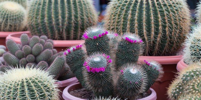 Amazon It Piante Grasse Rare Amazon It Piante Grasse Rare