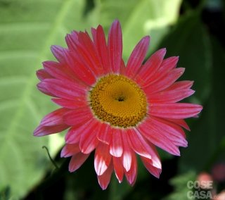 Piretro rosso Piretro rosso