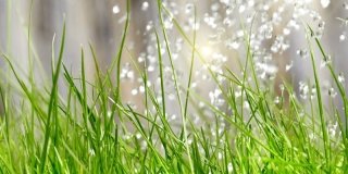 Prato: cure all’erba durante luglio e agosto