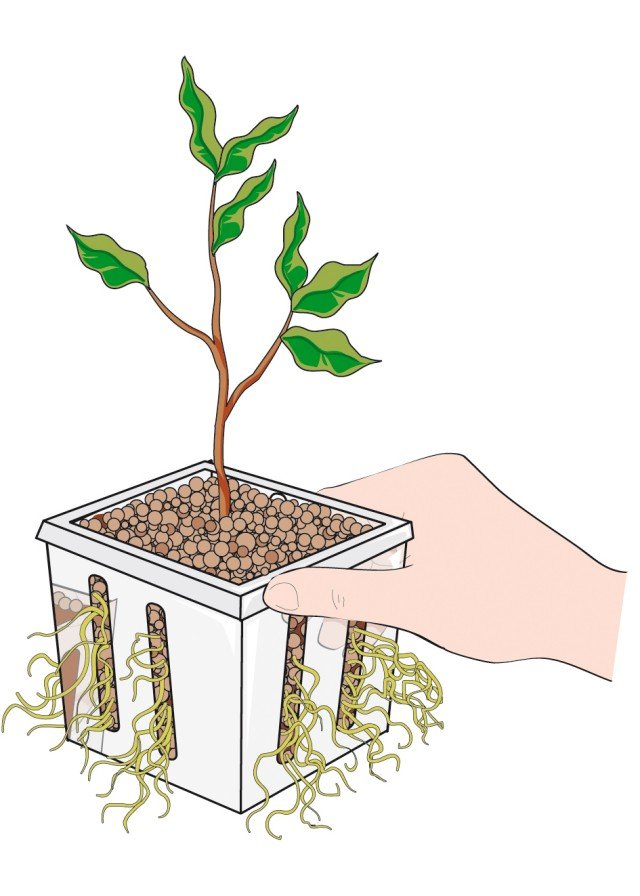 Dopo 6 settimane togliere il sacchetto di plastica, recuperare il vaso interno, spuntare le radici del ficus benjamin che si sono formate e aggiungere acqua e nutrimento nel vaso esterno. Dopo 6 settimane togliere il sacchetto di plastica, recuperare il vaso interno, spuntare le radici del ficus benjamin che si sono formate e aggiungere acqua e nutrimento nel vaso esterno.