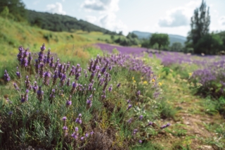 Field,Of,Lavender,In,Drome,France,With,Green,Hill,Backdrop. Field,Of,Lavender,In,Drome,France,With,Green,Hill,Backdrop.