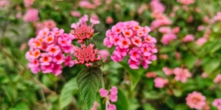 Pianta di lantana dai fiori rosa Pianta di lantana dai fiori rosa