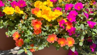 Portulaca Portulaca