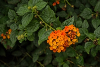 Common,Lantana,Plant,With,Orange,Flowers,-,Lantana,Camara Common,Lantana,Plant,With,Orange,Flowers,-,Lantana,Camara