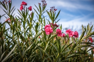 Close,View,Of,Pink,Oleander,,Nerium,Oleander,,Blossoms,With,Selective Close,View,Of,Pink,Oleander,,Nerium,Oleander,,Blossoms,With,Selective