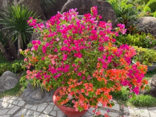 Colorful,Flowering,Bougainvillea,Bush,In,Garden,Pot Colorful,Flowering,Bougainvillea,Bush,In,Garden,Pot