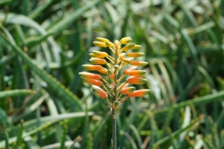 Pianta di aloe vera Pianta di aloe vera