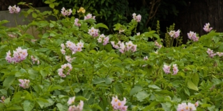 Flowering,Potato,Plants,In,The,Vegetable,Garden,-,Solanum,Tuberosum Flowering,Potato,Plants,In,The,Vegetable,Garden,-,Solanum,Tuberosum