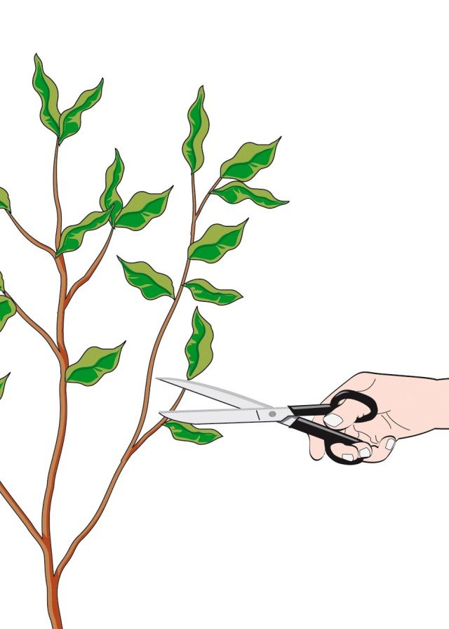 Tagliare un rametto apicale dalla pianta di ficus benjamin adulta e sana Tagliare un rametto apicale dalla pianta di ficus benjamin adulta e sana