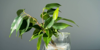 talea di ficus benjamin