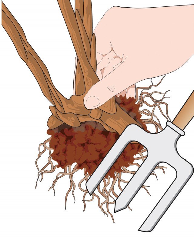 Utilizzando una vanga a punta o una forca a 4 punte, scalzare il ceppo della peonia erbacea ed estrarlo delicatamente dal suolo Utilizzando una vanga a punta o una forca a 4 punte, scalzare il ceppo della peonia erbacea ed estrarlo delicatamente dal suolo