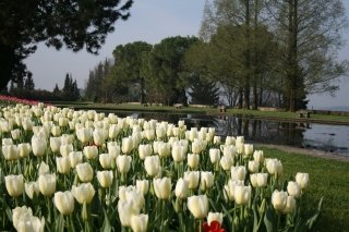 Sebbene si tenda a considerare il tulipano un fiore variamente colorato, un campo di tulipani bianchi è uno spettacolo altrettanto incantevole. Sebbene si tenda a considerare il tulipano un fiore variamente colorato, un campo di tulipani bianchi è uno spettacolo altrettanto incantevole.