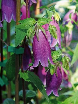 campanule-amstudio campanule-amstudio