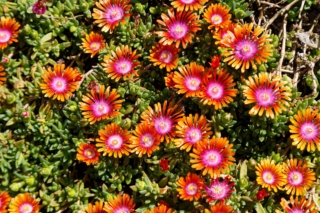 Delosperma,(,Ice,Plant,),Fire,Spinner,,Orange,,Red,And Delosperma,(,Ice,Plant,),Fire,Spinner,,Orange,,Red,And