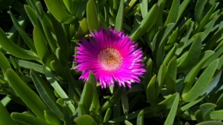 Pink,Wild,Flower,chilean,Sea,Fig,,,Hottentot-fig Pink,Wild,Flower,chilean,Sea,Fig,,,Hottentot-fig