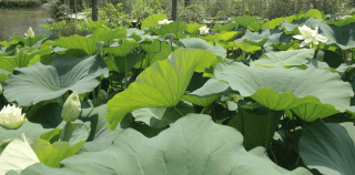 Fiore di loto Fiore di loto