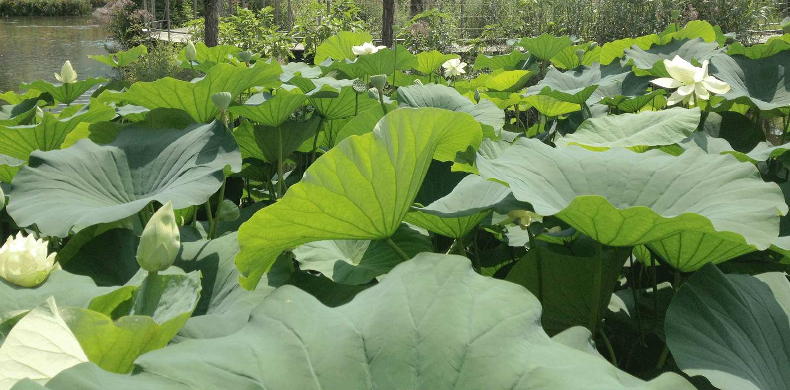 Loto e ninfea: i fiori per il laghetto cose di casa Fiori acquatici nomi