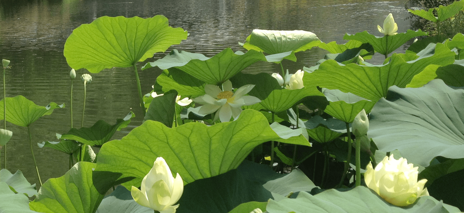 Loto e ninfea: i fiori per il laghetto cose di casa Fiori acquatici nomi