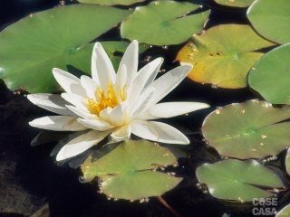Nymphaea x marliacea Nymphaea x marliacea