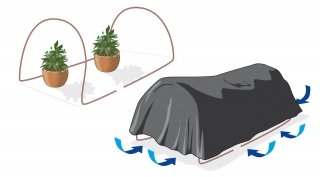 oscuramento crisantemi 15 giorni per fioritura